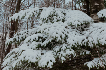 Snow covered trees in a serene Estonian forest during winter