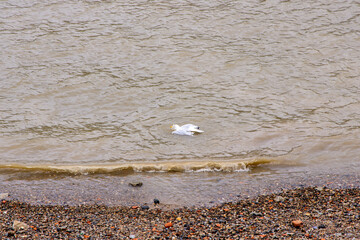The Seagull Is A Large Bird Often Seen At The Seaside Trying To Steal Food Etc From People