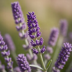 Fototapeta premium Close-Up of Lavender Blooms