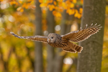 Pygmy owl - sóweczka © Patryk