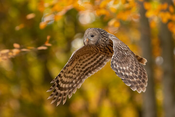 Pygmy owl - sóweczka