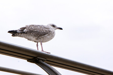 The Seagull Is A Large Bird Often Seen At The Seaside Trying To Steal Food Etc From People