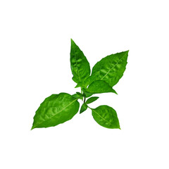 Obraz premium A bunch of fresh basil leaves isolated with clipping paths on white background for graphic design.