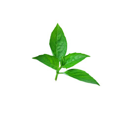 Obraz premium A bunch of fresh basil leaves isolated with clipping paths on white background for graphic design.
