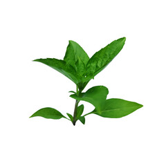 Fototapeta premium A bunch of fresh basil leaves isolated with clipping paths on white background for graphic design.