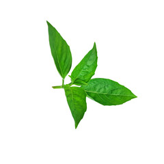 A bunch of fresh basil leaves isolated with clipping paths on white background for graphic design.