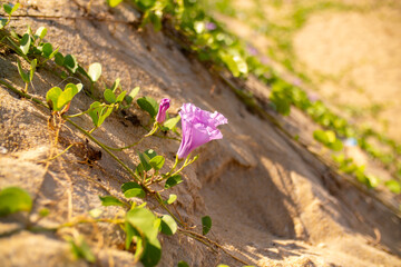 Ipomoea piscaena, morning glory, wild climbing plant. Ipomoea biloba flower on a sandy beach....