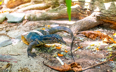 A monitor lizard walks on the sand between the trees. A giant lizard strolls along the sandy beach...