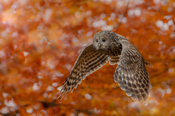 Ural owl ( Strix uralensis) © Patryk