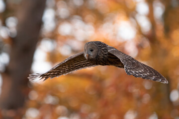Ural owl ( Strix uralensis) owl
