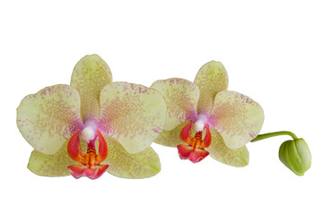 Naklejka premium Orchideen