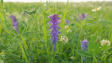 Purple Flower Vicia Cracca On A Meadow. Field Plants Bloom In Summer. Purple Flower Of Tufted Vetch...