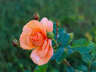 Shrub rose in the garden. Kordes rose.