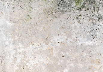 Green moss on cement wall