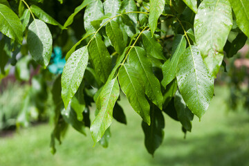 branch of walnut tree with unripe walnuts wet of rain