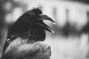 Close-Up of Crow with Open Beak in Monochrome
