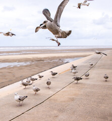 Obraz premium The Seagull Is A Large Bird Often Seen At The Seaside Trying To Steal Food Etc From People