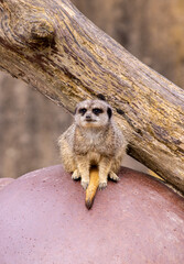 One Of The Cutest Animals In The Animal Kingdom, The Meerkat