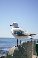 Seagulls standing on concrete posts by the Seafront on a clear sky summer day
