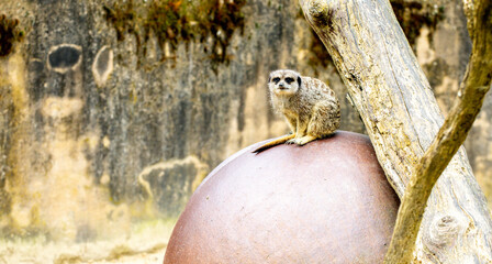 One Of The Cutest Animals In The Animal Kingdom, The Meerkat