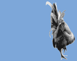 close up portrait of rooster pixelate grayscale color halftone dotted texture style collage element isolated on blue background © ozzuboy