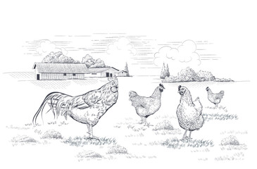 Rural landscape with hens and rooster on meadow. Hand-drawn vector illustration in linear style
