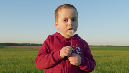 Little 5 Year Old Boy Blows On A Dandelion In Park. In Green Field Boys Joy Blowing Dandelion. Boy On Meadow With White Flower In His Hand. Gimbal shot.