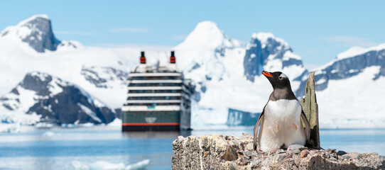 Gentoo Penguin Breeding on Nest with Newborn Chick. Blurred Cruise Ship in the Bay Surrounded by Snow-Capped Mountains, Petermann Island, Antarctica.