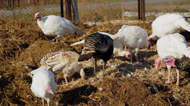 Turkey resting comfortably on a sunny turkey farm in the countryside during a serene afternoon