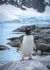 Obraz premium Gentoo Penguin Standing on Rock at Bay of Petermann Island, Antarctica.