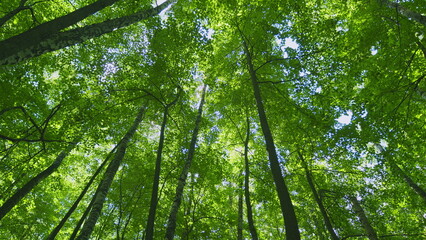 Obraz premium Fresh Green Leaves On A Tree Sway In Wind. Summer Sun Tree Branch Background Nature Landscape. Summer In European Nature. Steadicam Shot.