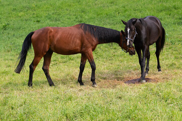 Zwei Pferde auf der Weide