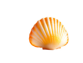 Shell with vibrant orange and yellow hues against a white isolated background.