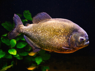 Close-up of a black piranha swimming in an aquarium, showcasing its round, dark body with golden specks, red eyes, and powerful fins against a green aquatic plant background.