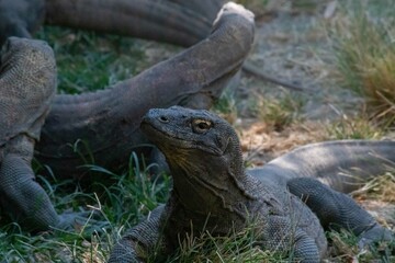 The ferocity of Komodo dragons when they eat their prey with their sharp teeth. strong jaw bite...