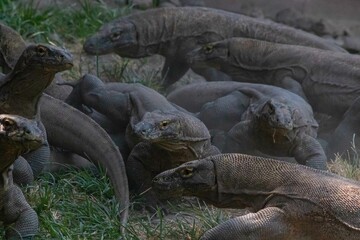 The ferocity of Komodo dragons when they eat their prey with their sharp teeth. strong jaw bite when eating prey with dripping saliva