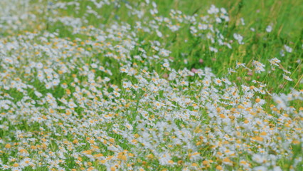 Delicate Field Are Swaying In Wind. Chamomiles Flowers And Green Grass On A Summer Meadow. Field Of Chamomiles At Sunny Day At Nature. Sunny Day. Wide shot.