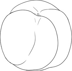 Peach outline vector. Apricot illustrations in hand drawn doodle style. Whole peaches, sliced peaches, slices, fruit on a branch, leaves.
