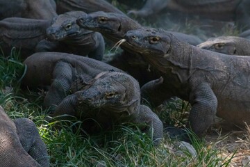Obraz premium The ferocity of Komodo dragons when they eat their prey with their sharp teeth. strong jaw bite when eating prey with dripping saliva