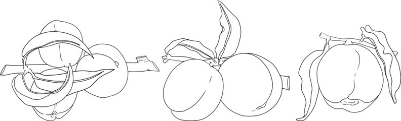 Peach outline vector. Apricot illustrations in hand drawn doodle style. Whole peaches, sliced peaches, slices, fruit on a branch, leaves.