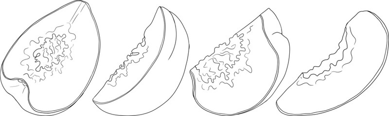 Fototapeta premium Peach outline vector. Apricot illustrations in hand drawn doodle style. Whole peaches, sliced peaches, slices, fruit on a branch, leaves.