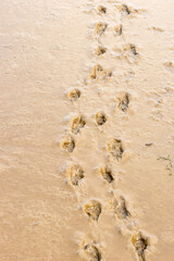 A Miniature Dachshund Dog Enjoying A Walk Along A British Beach