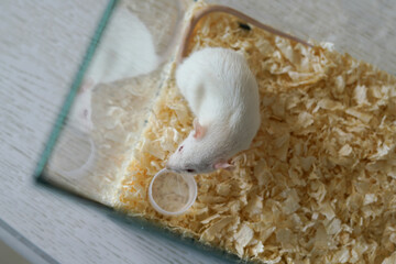 A curious white home rat is exploring its aquarium habitat filled with soft wood shavings, showcasing its playful nature in a cozy environment