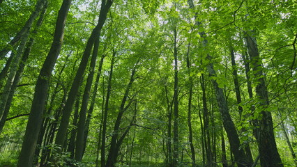 Summer Sunny Forest. Summer Background. Trees With Shadows And Sunshine. Gimbal Stabilize.