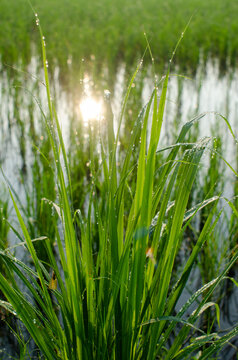 dew on sunrise