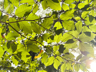 A tree with green leaves is in the sunlight