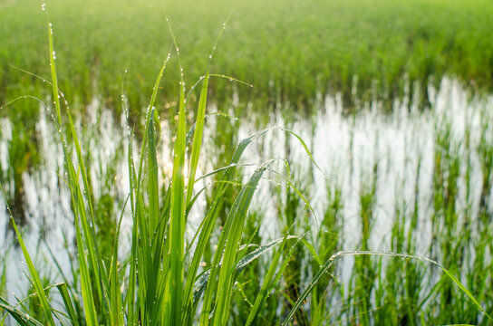 green grass in the morning