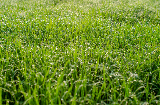 dew on grass
