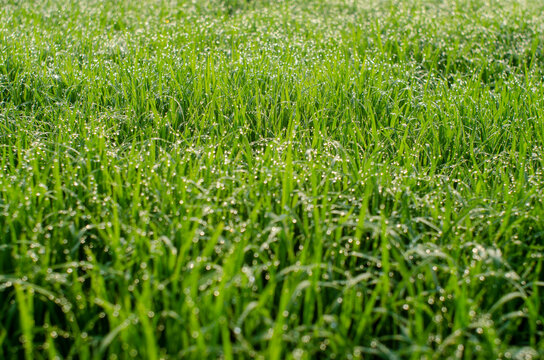 dew on grass