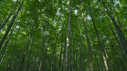 Majestic Tree In Woods With Fresh Green Foliage Of Summer Season. Trees With Shadows And Sunshine. Wide shot.